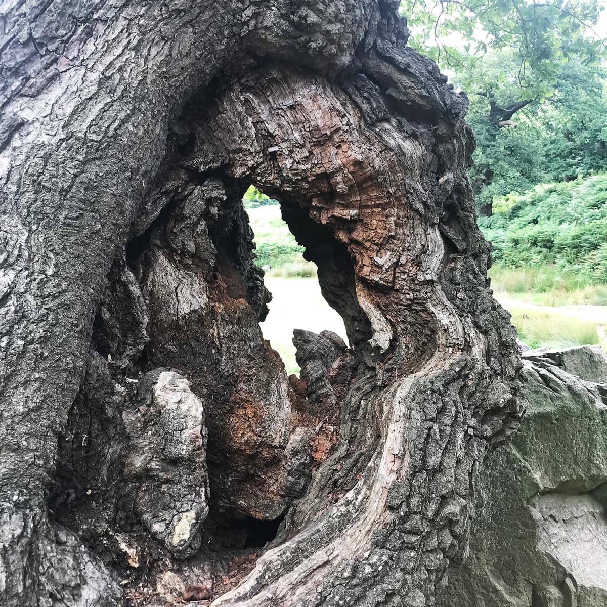 Hollow tree