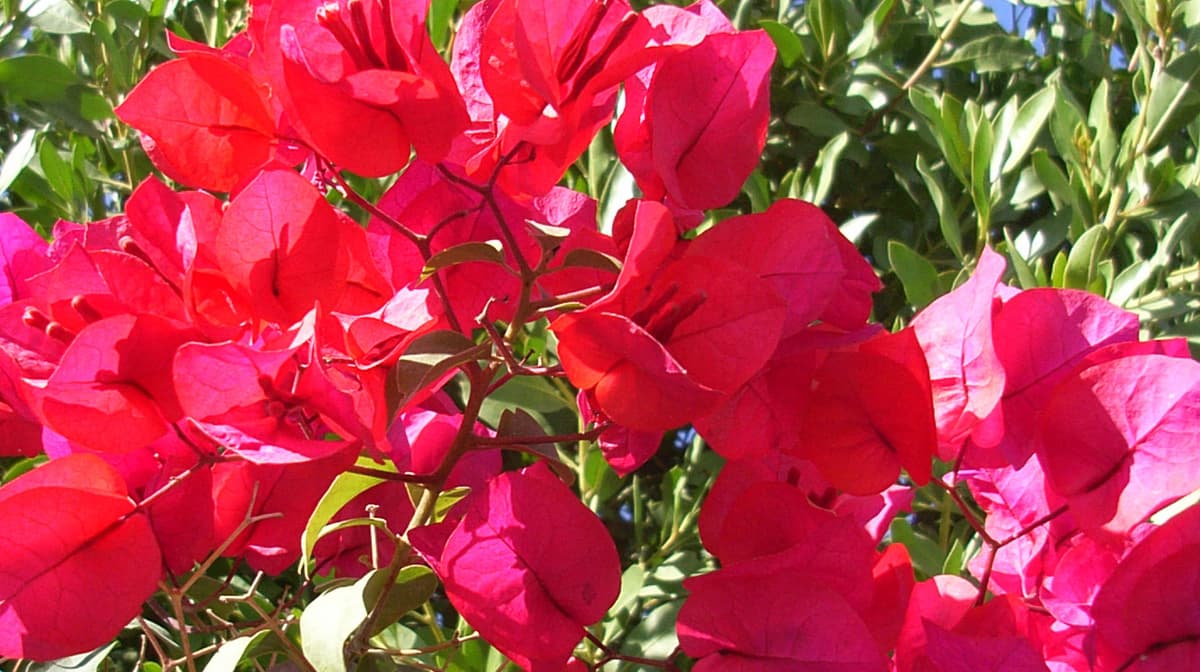 Bougainvillea glabra