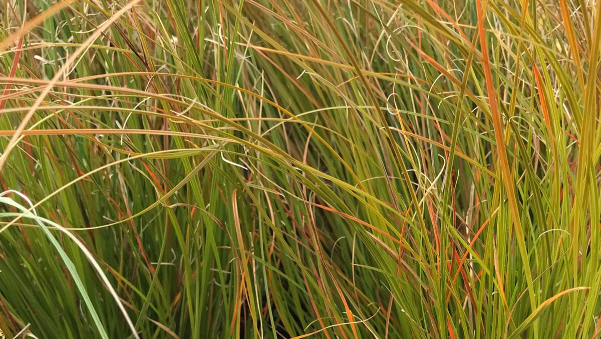 Carex Prairie Fire