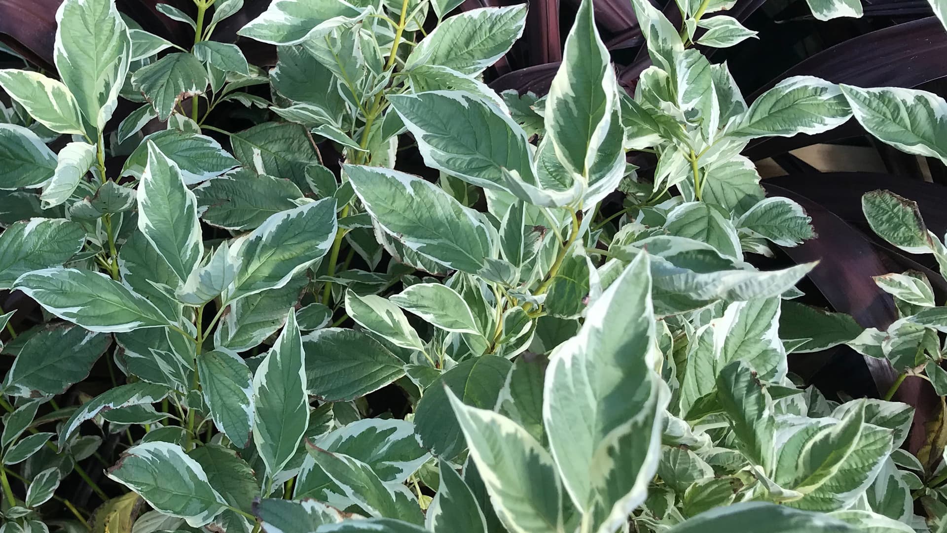 Cornus sericea White Gold