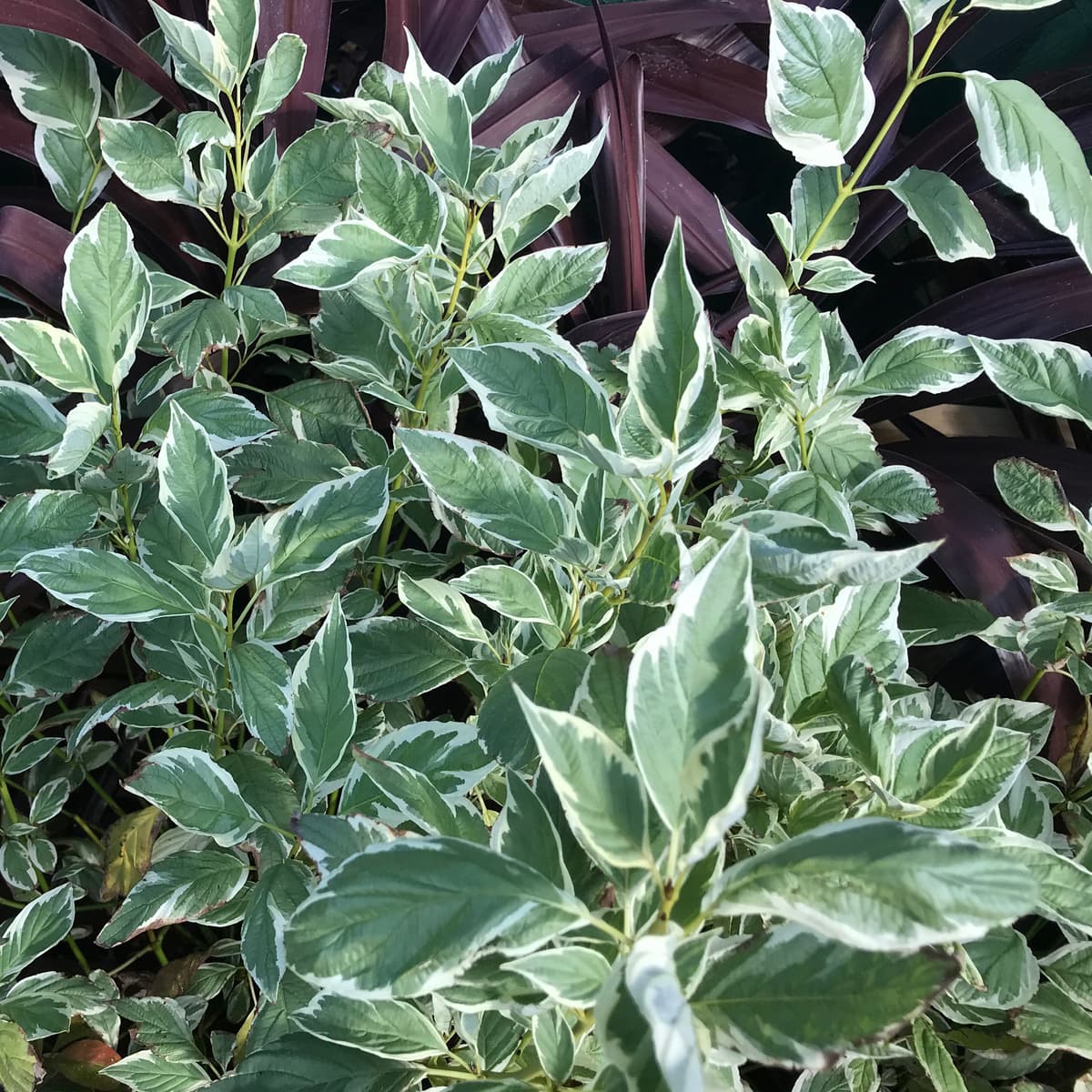Cornus sericea White Gold