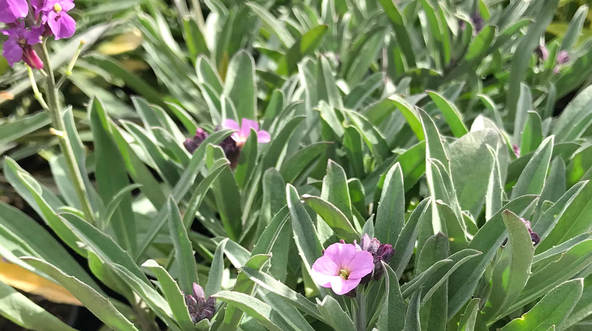 Erysimum Bowles's Mauve