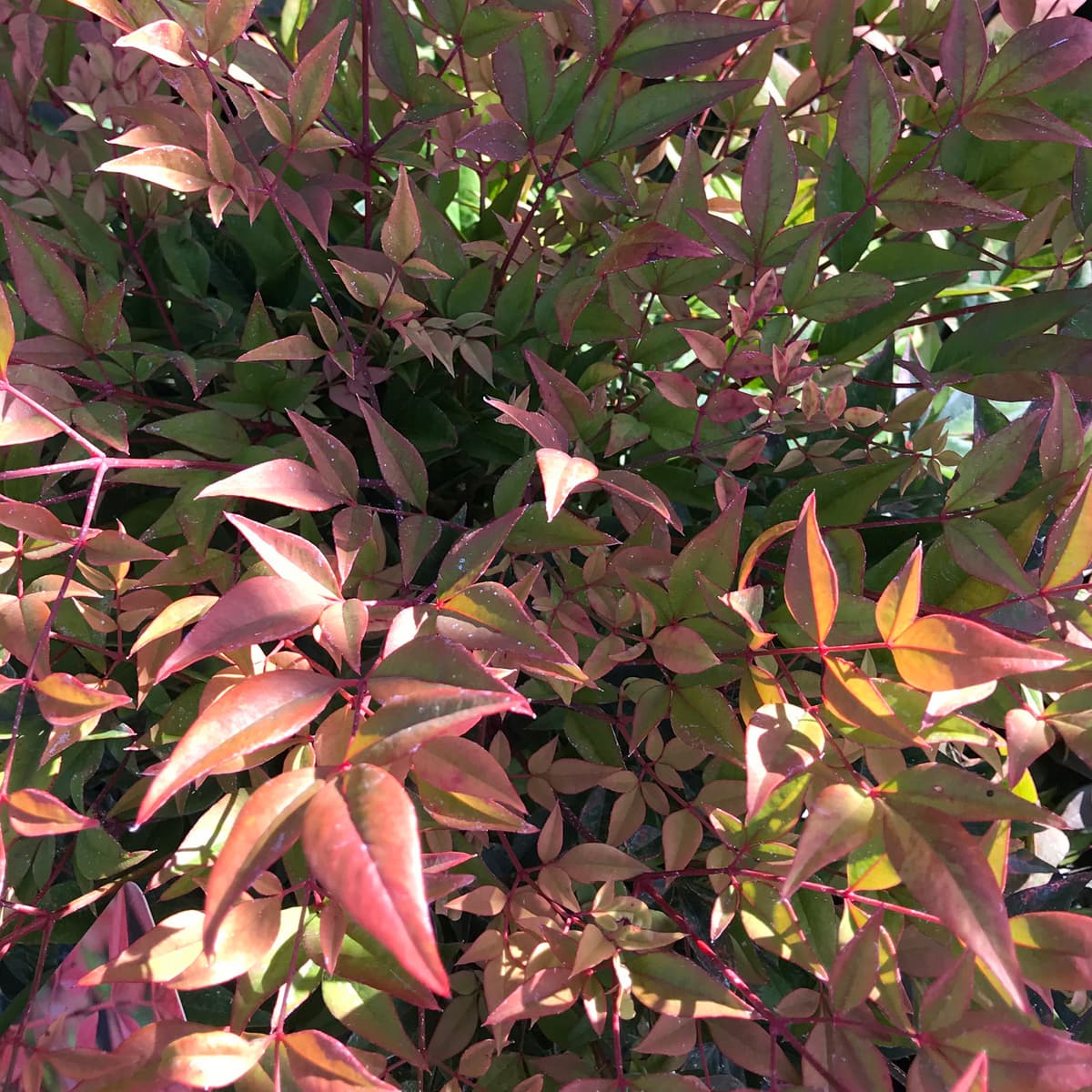 Nandina Gulf Streem