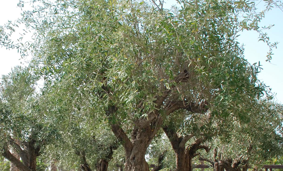 Olea europaea