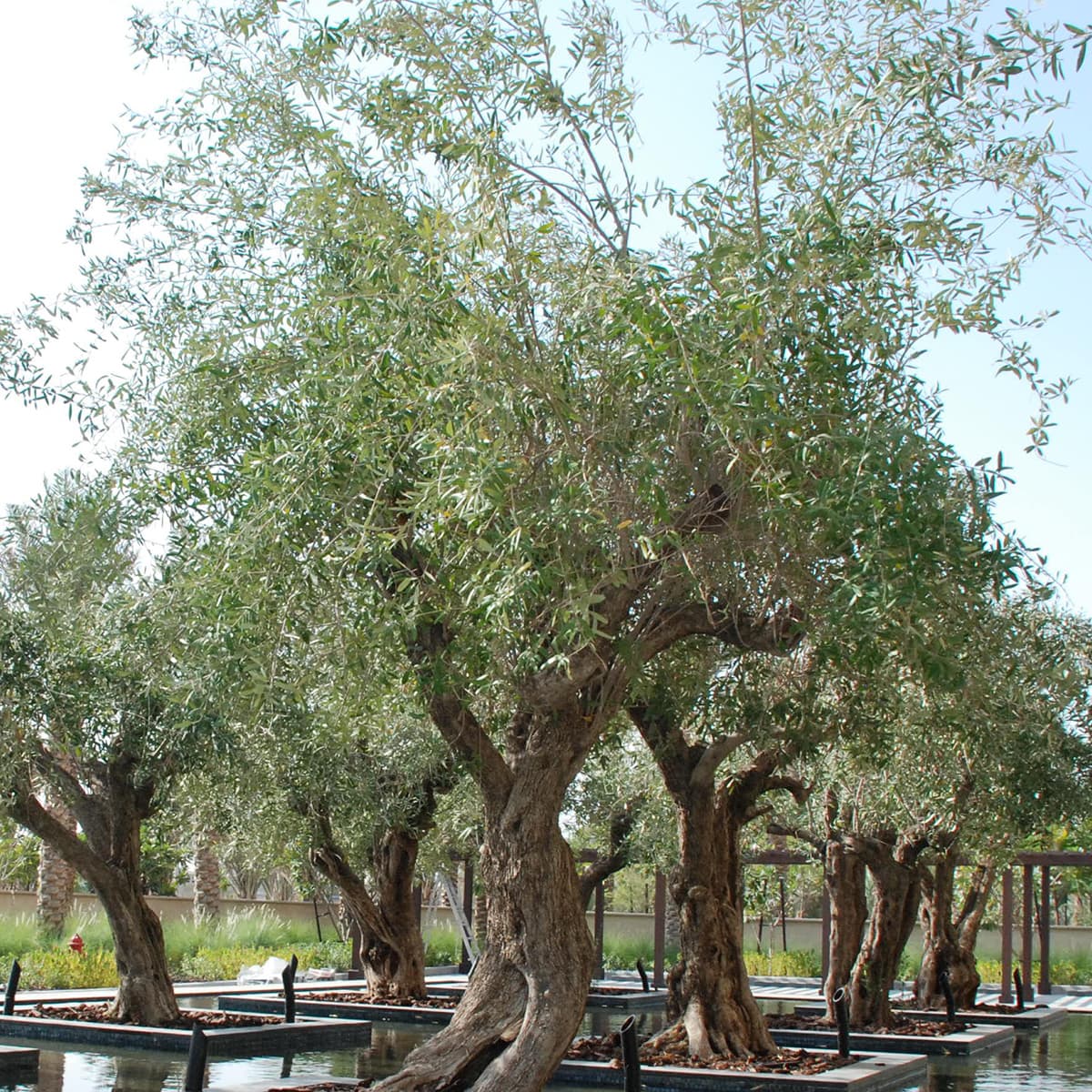 Olea europaea