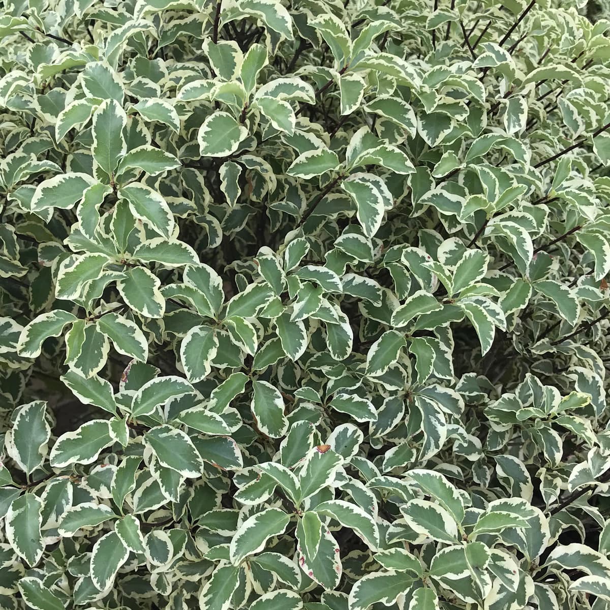 Pittisporum Silver
