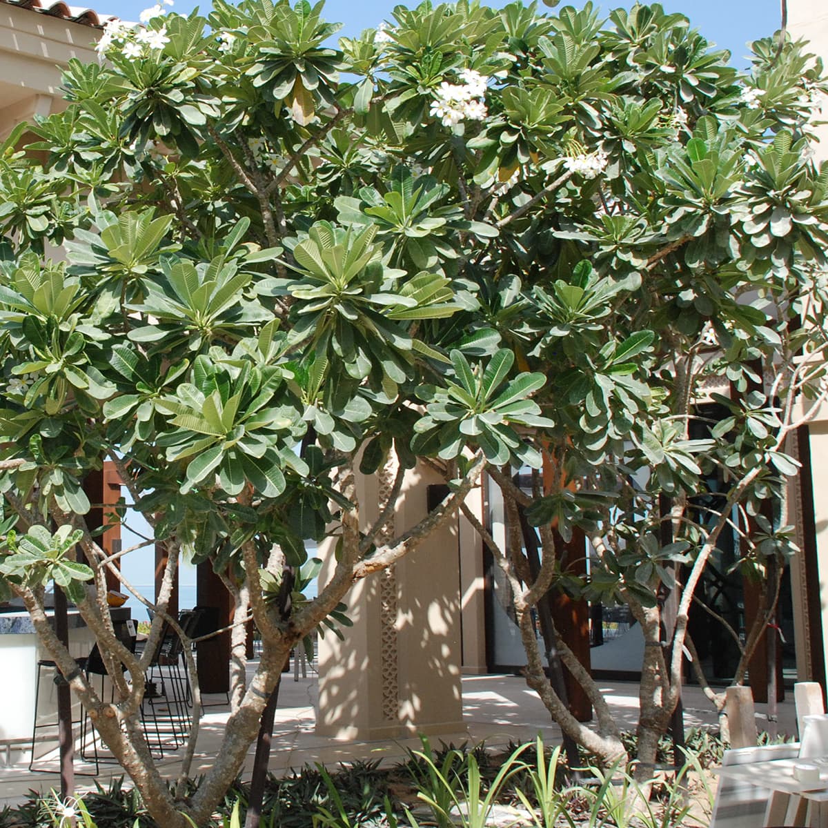 Plumeria Obtusa