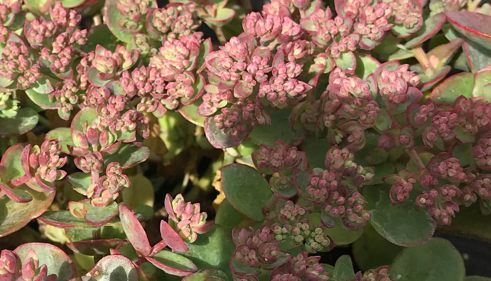 Sedum Lime Zinger