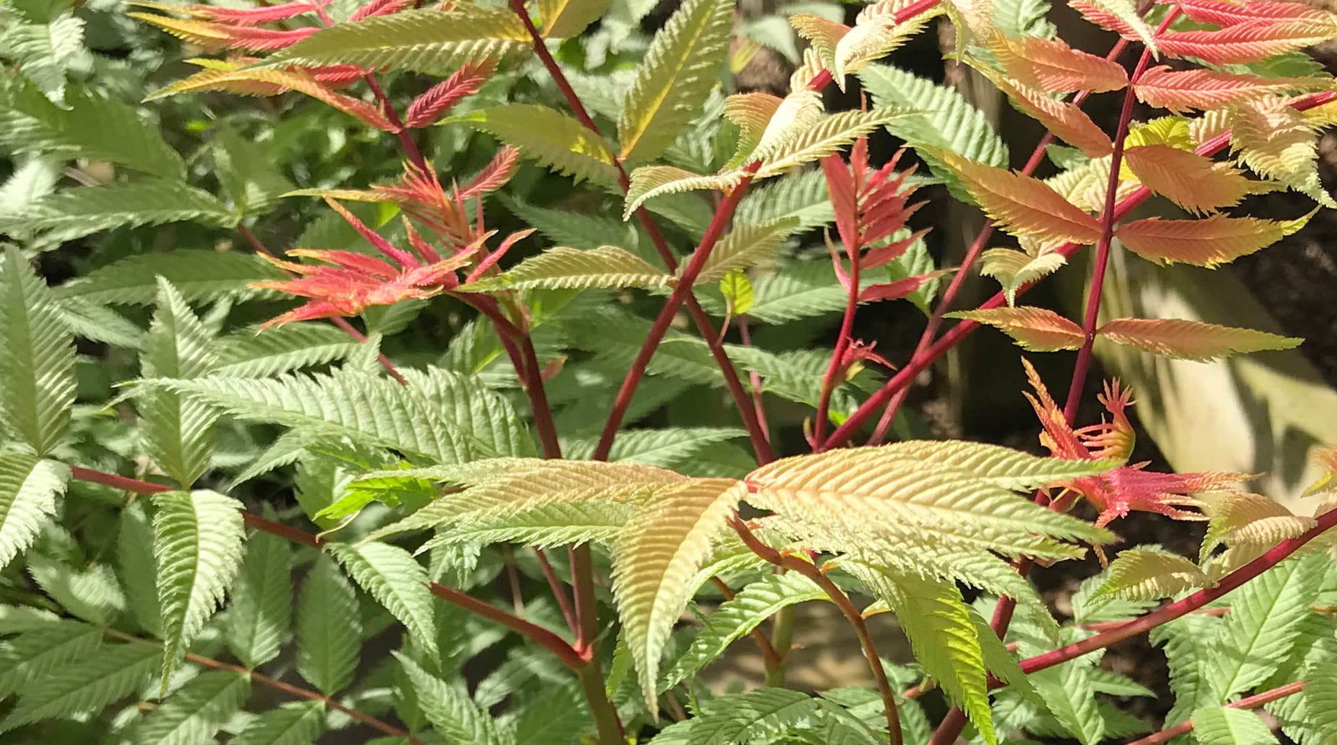 Sorbaria Sorbifolia Sem