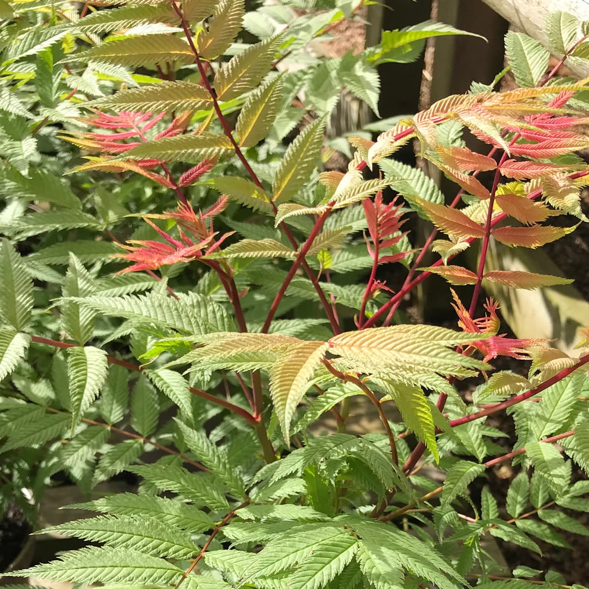 Sorbaria Sorbifolia Sem