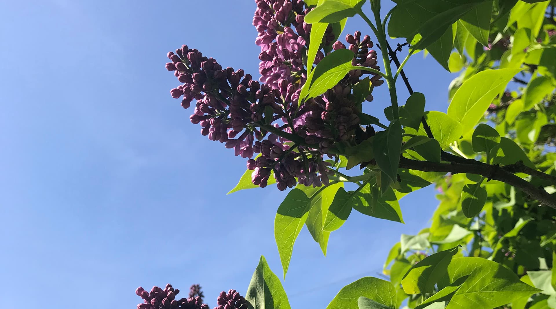Syringa Vulgaris
