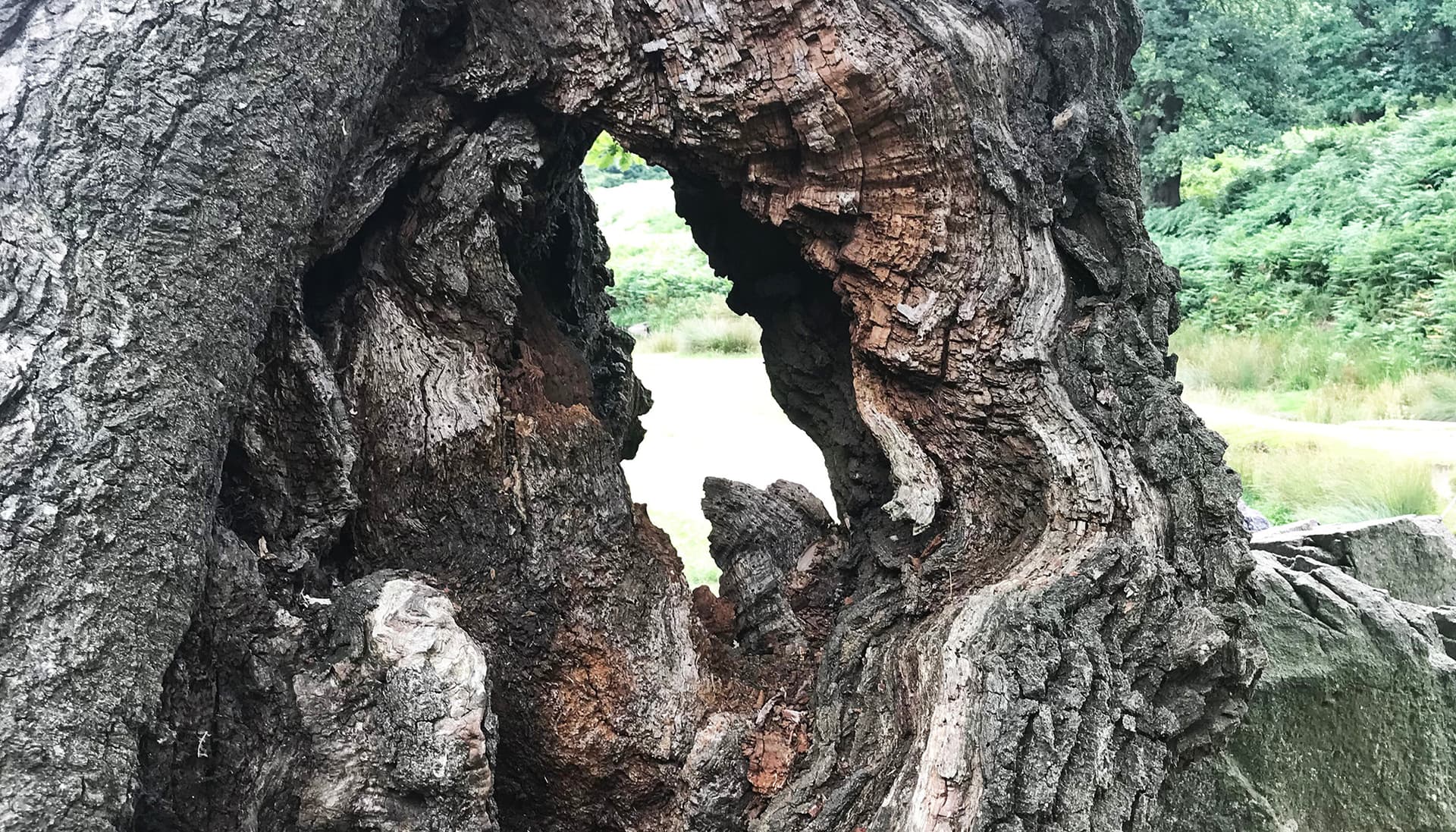 Hollow tree