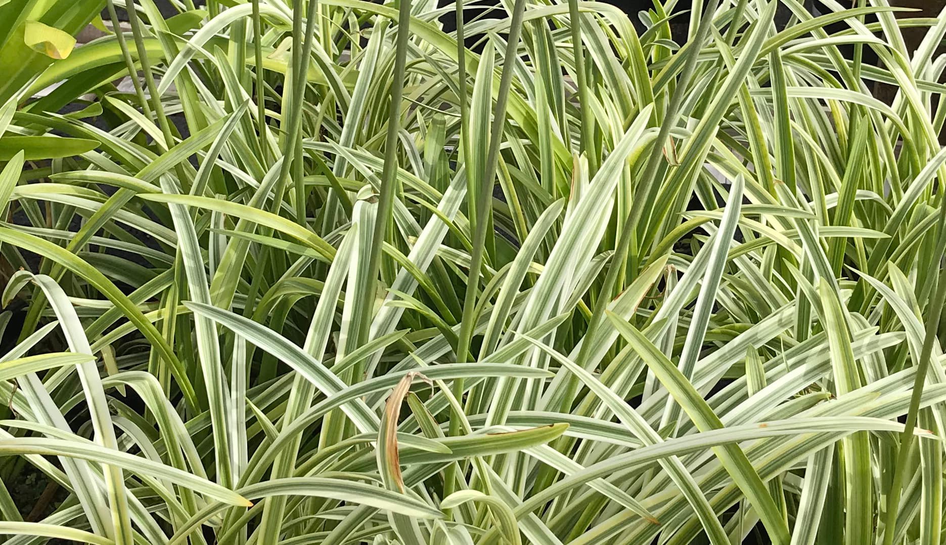 Agapanthus Silver Moon