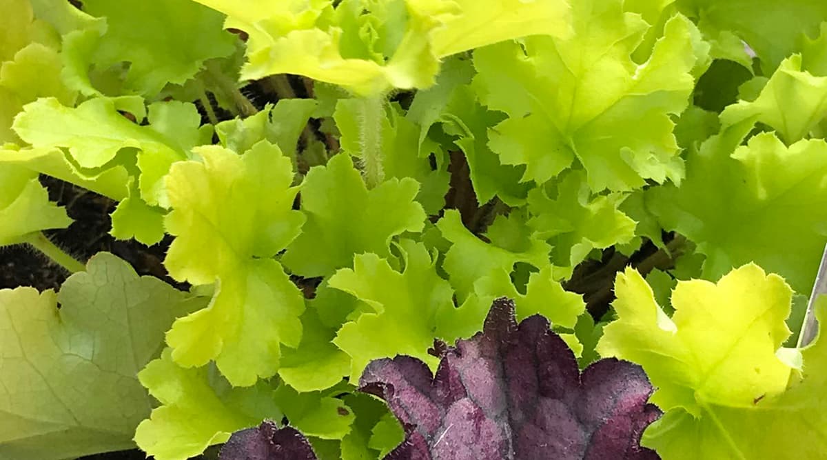 Heuchera Lime Marmalade