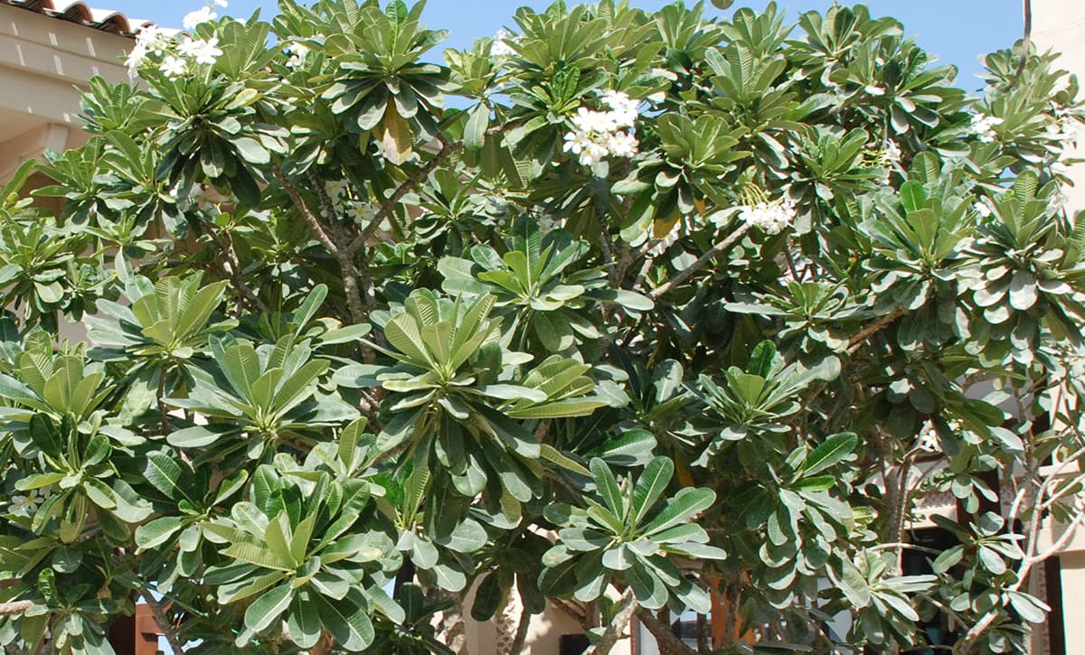 Plumeria Obtusa